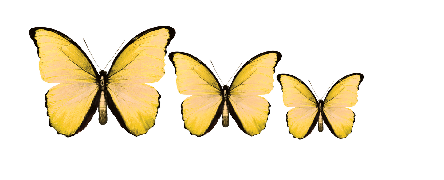 PALC-05 Set Of 3 Butterfly diferent colours Wall Art Acrylic Prints Fashionable Pictures - 18"X14" - 16"X12" - 14"X10", Yellow