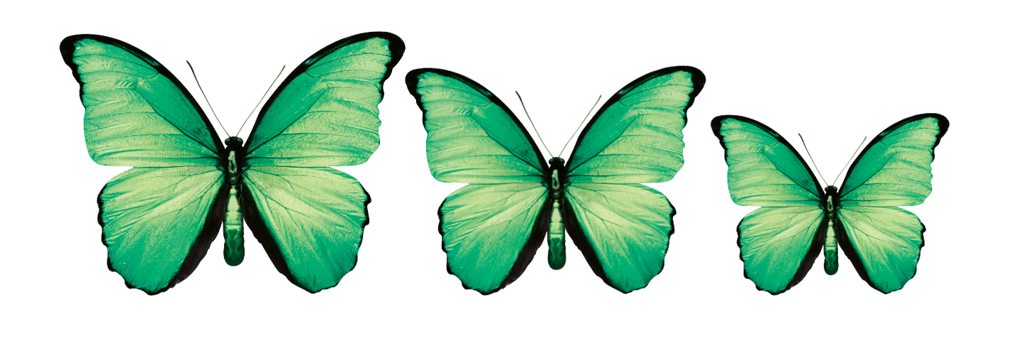 PALC-05 Set Of 3 Butterfly diferent colours Wall Art Acrylic Prints Fashionable Pictures - 18"X14" - 16"X12" - 14"X10", Green