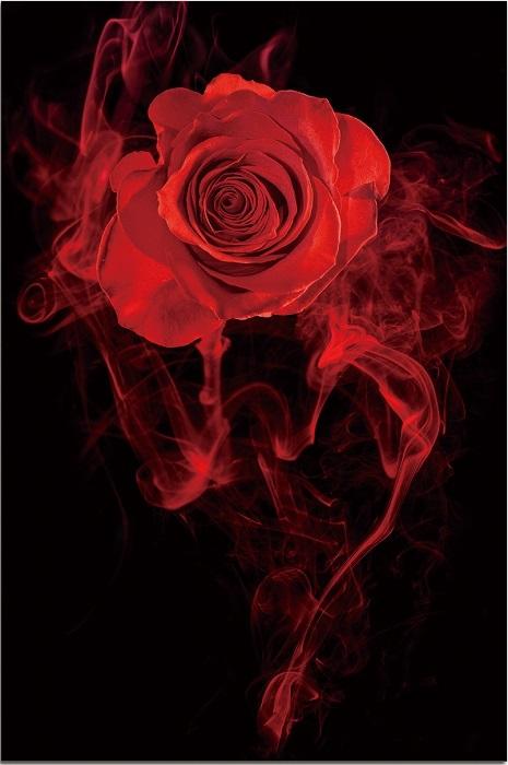 Rose in Smoke Acrylic Print