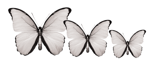 PALC-05 Set Of  3 Butterfly diferent colours Wall Art Acrylic Prints Fashionable Pictures - 18"X14" - 16"X12" - 14"X10", White