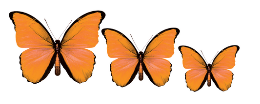 PALC-05 Set Of  3 Butterfly diferent colours Wall Art Acrylic Prints Fashionable Pictures - 18"X14" - 16"X12" - 14"X10", Orange