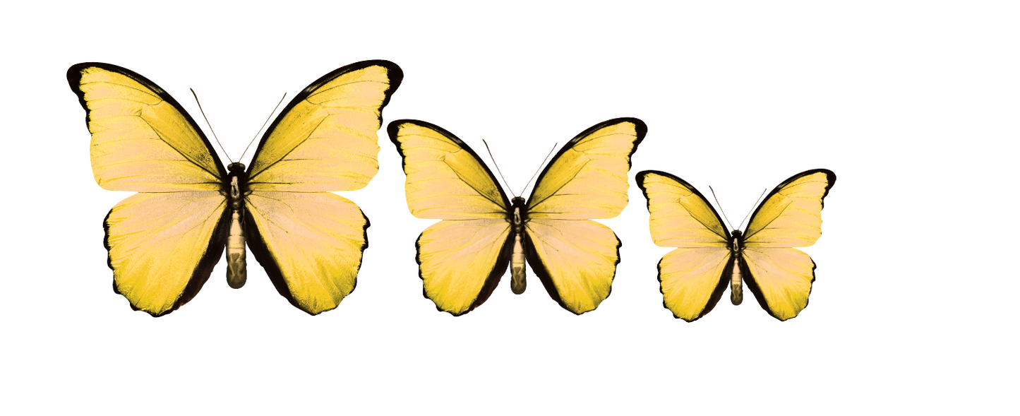 PALC-05 Set Of  3 Butterfly diferent colours Wall Art Acrylic Prints Fashionable Pictures - 18"X14" - 16"X12" - 14"X10", Yellow