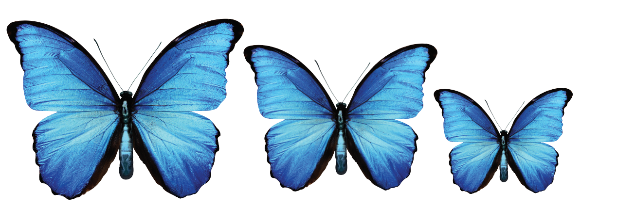 PALC-05 Set Of  3 Butterfly diferent colours Wall Art Acrylic Prints Fashionable Pictures - 18"X14" - 16"X12" - 14"X10", Blue