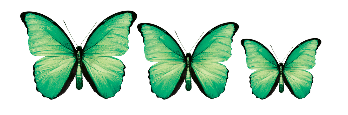 PALC-05 Set Of  3 Butterfly diferent colours Wall Art Acrylic Prints Fashionable Pictures - 18"X14" - 16"X12" - 14"X10", Green